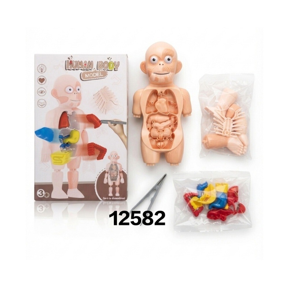 Baby Cele Human Body Model Toy 12582