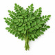 Moringa Leaves